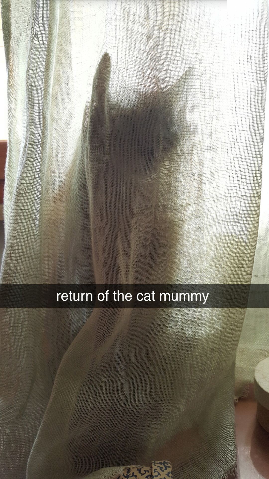 quality pictures of my cat 