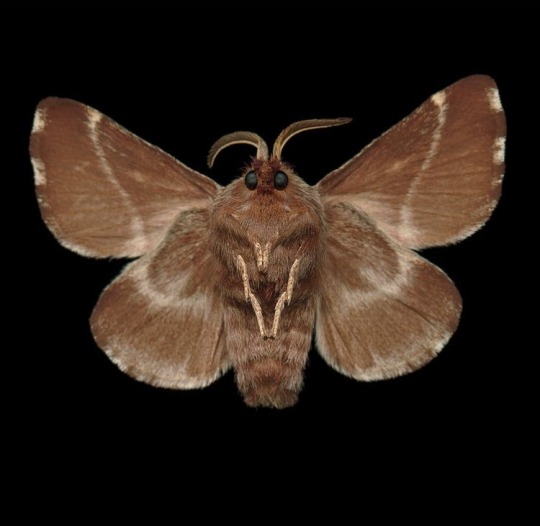 oldmoonlullaby:moths are precious