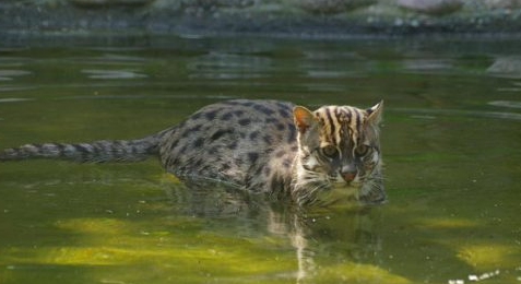 daughter-of-the-red-land:  chinon: bunjywunjy:  crystallinecrow:  slusheeduck:  im-fairly-whitty:  fizzy-dog:  i love cats you have long cat (serval) ear cat (sand cat) small evil cat (black footed cat) spherical cat (pallas cat) cat who probably watches