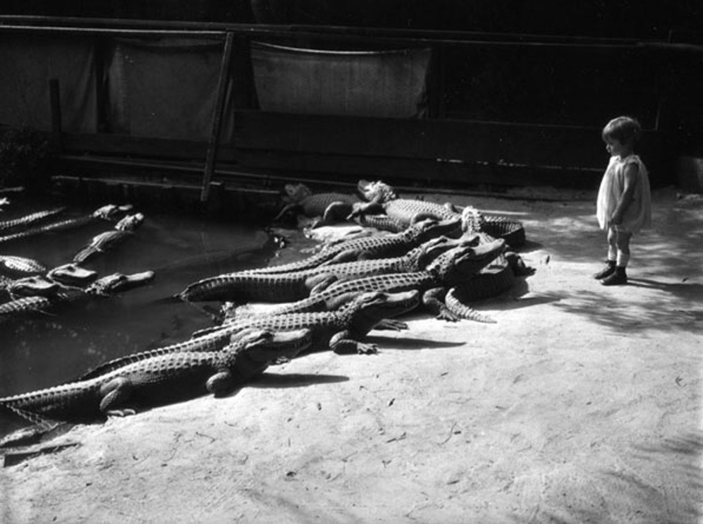 A young child has a close encounter with the alligators at the California Alligator