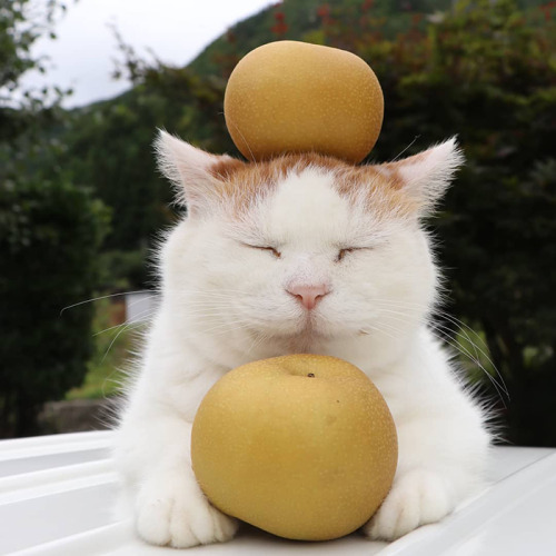 blogboestbelle: catsbeaversandducks: Shiro Neko, The Most Relaxed Cat On Earth, Has Passed Away At A