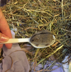 fruitsgood:  phoneus: awwww-cute: A 2 week old lemming in a spoon (Source: http://ift.tt/2lmfIsE)  