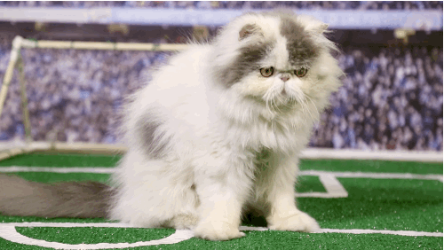 mashable:The Ultimate World Cup 2014 Highlights (Cat Edition)This is your World Cup recap. And by “r