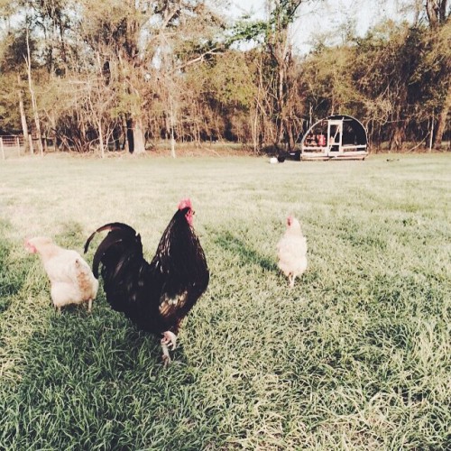 Mornings on the farm #chickens #farmlife #roosters #goliaththerooster #serenityacresfarm #morningcho