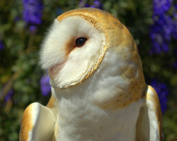 cloudyowl:  Barn Owl by angelapritchard73 