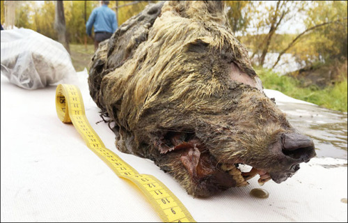 theoldbone:https://siberiantimes.com/science/casestudy/news/still-snarling-after-40000-years-a-giant