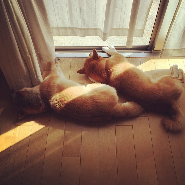 sasaq:  YUKI @suzukoha | Websta (Webstagram)