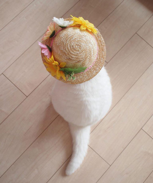 trophywreck:  boredpanda:    This 17-Year-Old Cat Is The Laziest Internet Star In Japan    @strawberrymilk95 