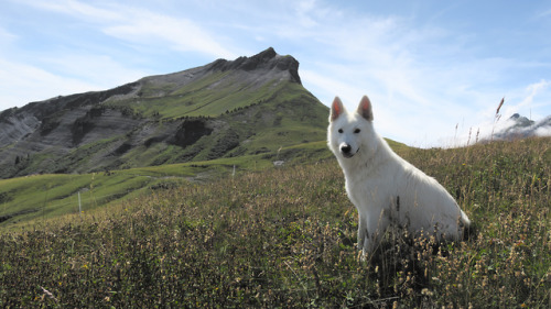 kerthanbran: “Un loup élevé par des chiens reste un loup.” - Szczepan Yame