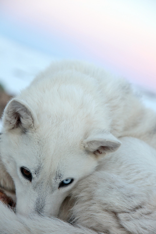 0rient-express:  one | by Peter Przybille. 