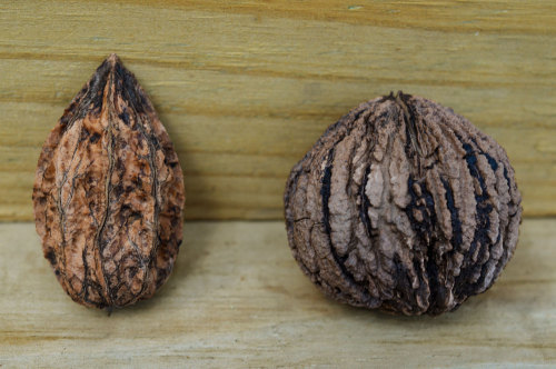   Black Walnut and the White Walnut The Black Walnut compared to the White Walnut also known as the 