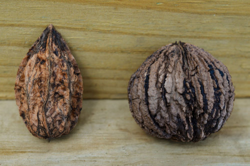   Black Walnut and the White Walnut The Black Walnut compared to the White Walnut also kno