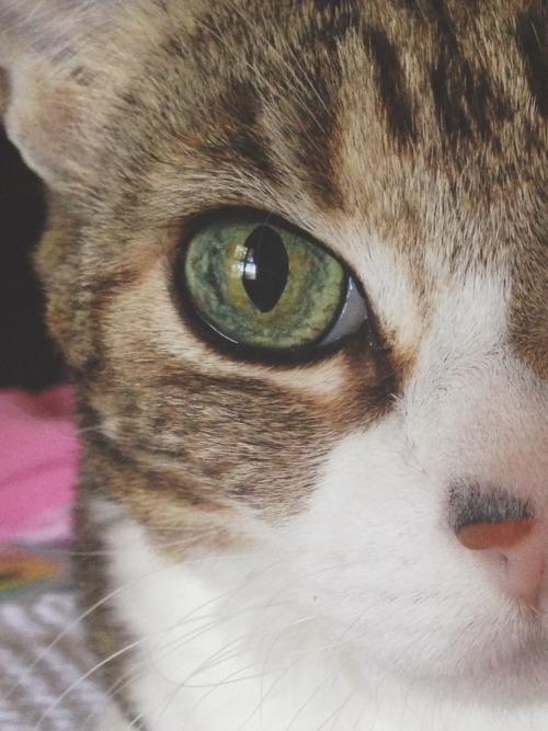 ♡ The princess ♡