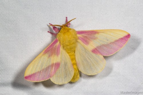 jayspeakswords: eeyebrows: rosy maple moth All the moths we have here are ugly af. Why cant we have 