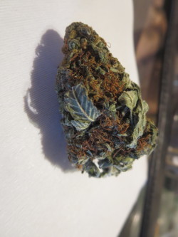 pandrewmandrew:  smoking kush with the orange hairs in it’