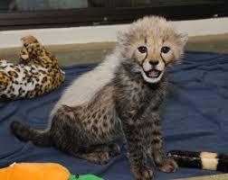 Are you feeling kind of down right now? It’s not your fault that you forgot what baby cheetahs look like. Really. One time I did too.