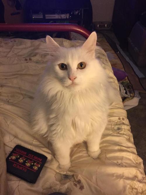 cutekittensarefun:After a while hanging out here I figured I’d finally upload a picture of my friend