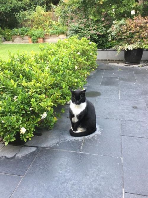 cutekittensarefun:My big baby is too lazy to move when it rains