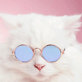 Gojo Cat