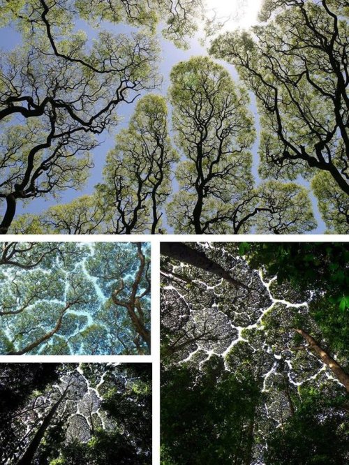 sixpenceee:I’m not touching youCrown shyness is a naturally occurring phenomenon in some tree specie