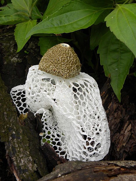 grossdrink: Phallus indusiatus, also called the bamboo fungus, bamboo pith, long net stinkhorn, crin