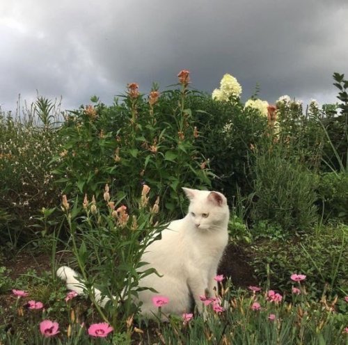 cottaqecore:source cats are a symbol of good fortune-daffodil