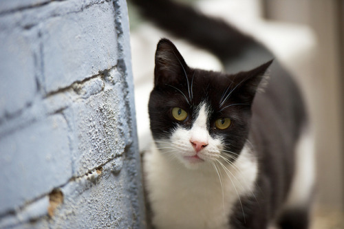 Curious Cat by PRH Photography on Flickr.