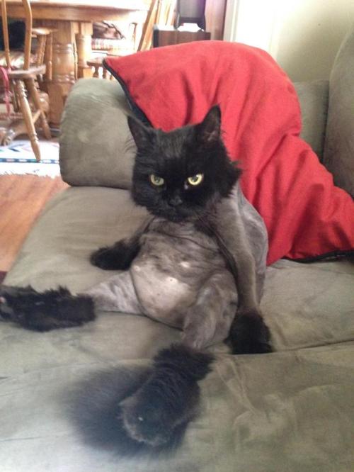 awwww-cute:  My boyfriend’s dad’s cat is really letting himself go (Source: http://ift.tt/2vxTTub)
