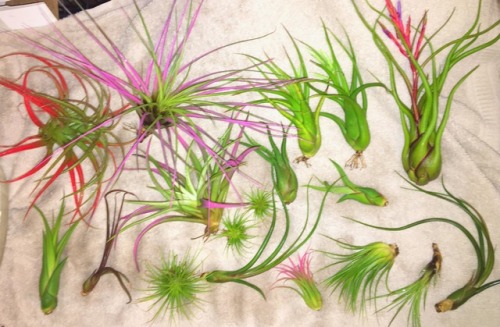Air plant soak day! They just had their bath. I’ve got some beautiful blooms coming in! I can&