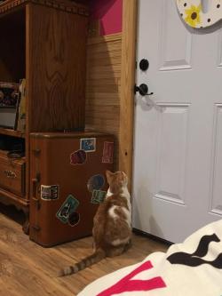 awwww-cute:  Every day, usually only a minute or so after 5:00pm, my cat runs to the door to wait patiently for my wife to get home. (Source: http://ift.tt/2rhQNWa)