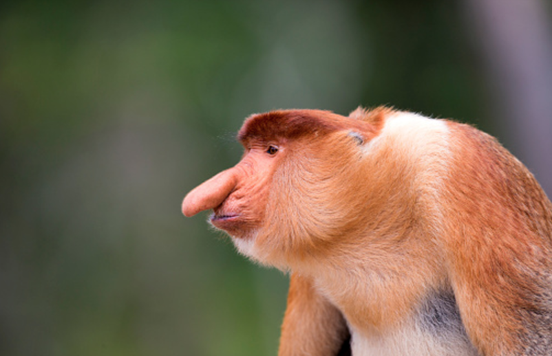 fruitsoftheape100: boyfriendofficial:  fruitsoftheape100:   fruitsoftheape100: BRIMP!!!