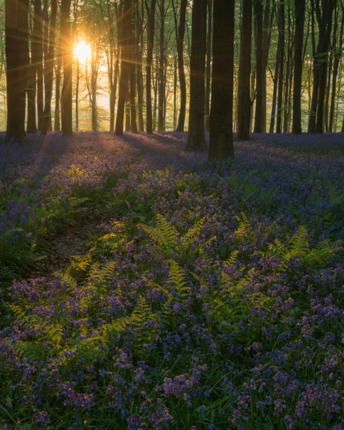 A Bluebell Wood - II by Rob Oliver Facebook | Website
