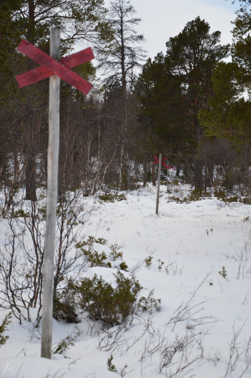 Cross country skiing in Sweden!