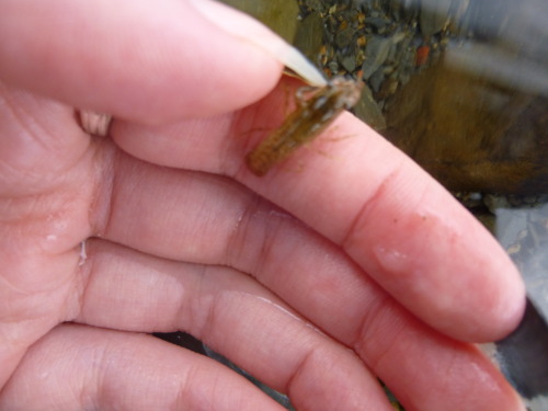 Look at this tiny little crayfish! It’s smaller than my thumbnail.In the last two pictures you can s