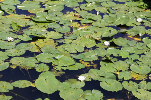 planity:this lake was probably my favorite thing in amsterdam