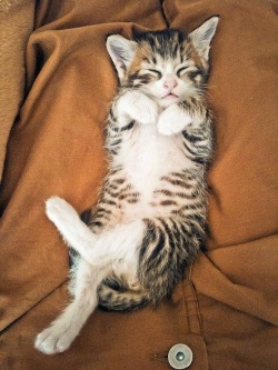 thepaintedbench:  Sleeping Kitten
