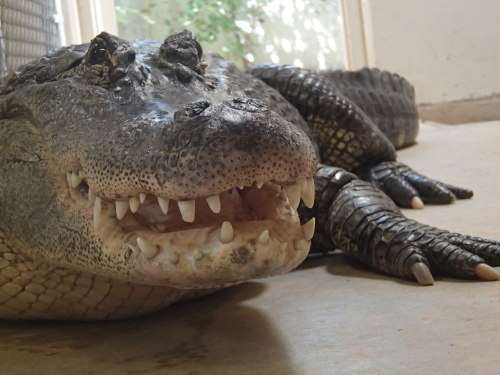 aquaristlifeforme: Got a great shot of one of our Gators. She used to be abused by whoever had her s