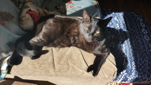 Found my cat’s Tinder&hellip;“Hey, ladies.  I’m single and fixed.  L
