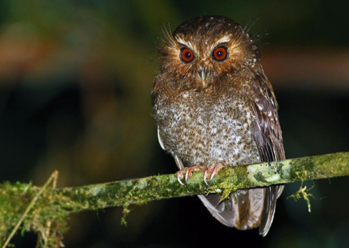 ainawgsd: Xenoglaux loweryi, the long-whiskered owlet, is a tiny owl that is endemic to a small area