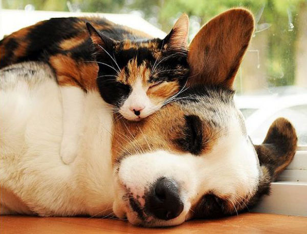magicalnaturetour:  Sophie the Calico and Her Best Furever Furiend.  Photo courtesy
