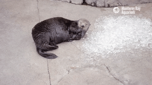 montereybayaquarium:Find yourself some carwash kelp and snuggle up: It’s time to meet Abby the Sea O