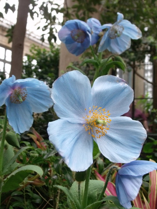 fawwna:Blue Poppies by TaruNobody