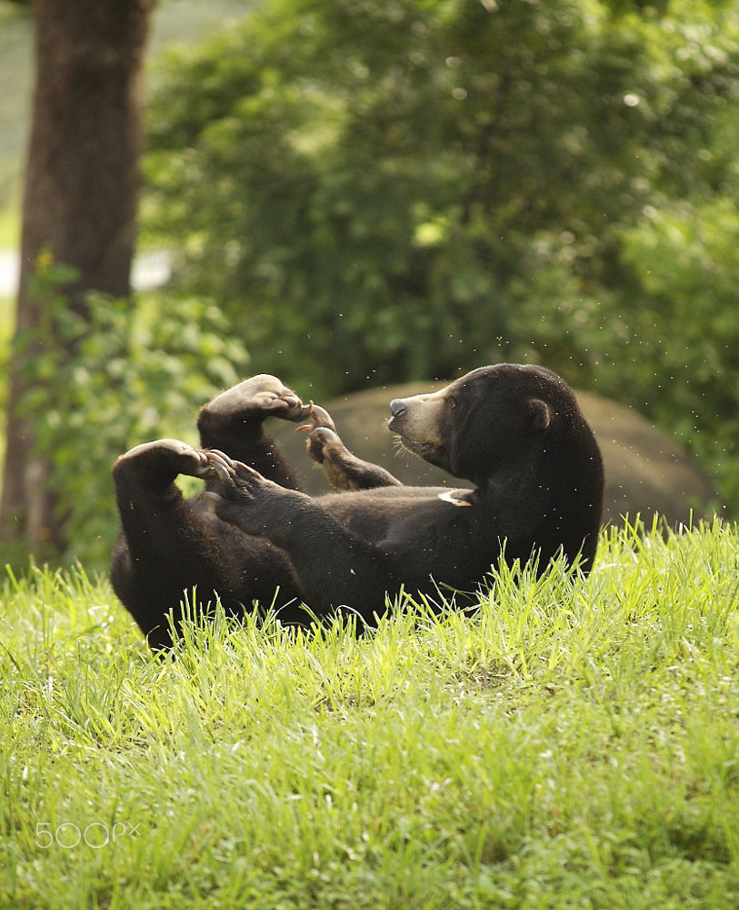 bears&ndash;bears&ndash;bears:  Bear playing in the woods by Corey Fenders