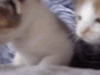 youtubelink:meow *turns to look at u*