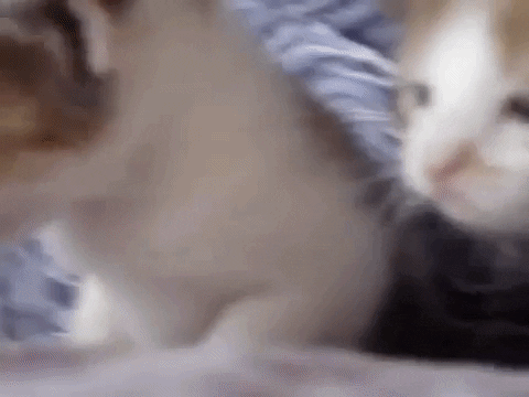 youtubelink:meow *turns to look at u*