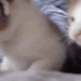 youtubelink:meow *turns to look at u*