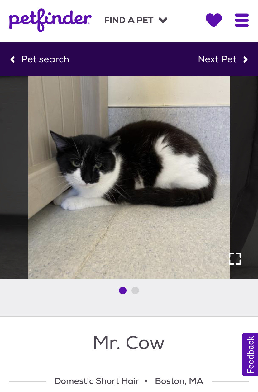 funny pet names found on the internet