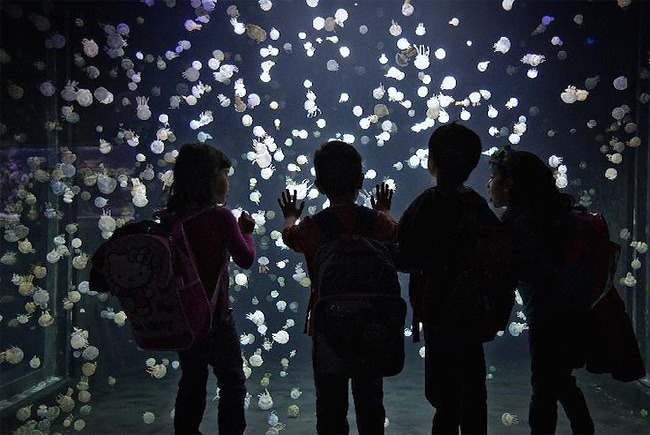 pearlsgay:  culturenlifestyle:Stunning Images Of Jellyfish At The Vancouver Aquarium 