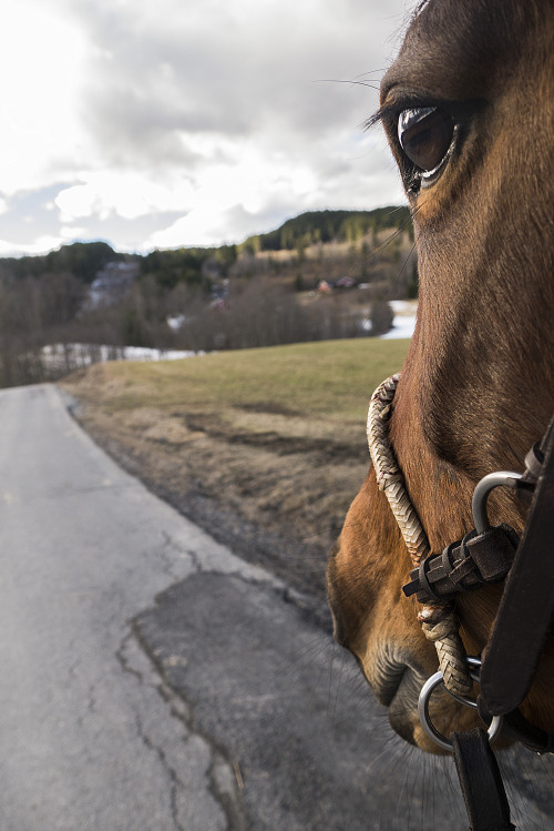 equus-photo:What a beautiful day