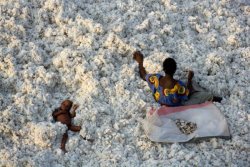 atoubaa:  Cotton Harvesting around Banfora, Burkina Faso - Yann Arthus Bertrand